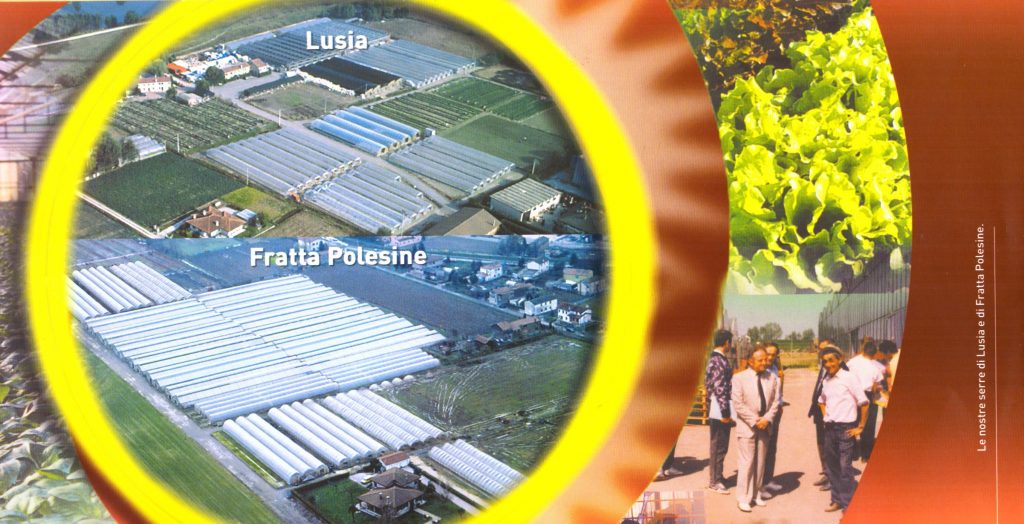 piante di melone e anguria provincia di Rovigo